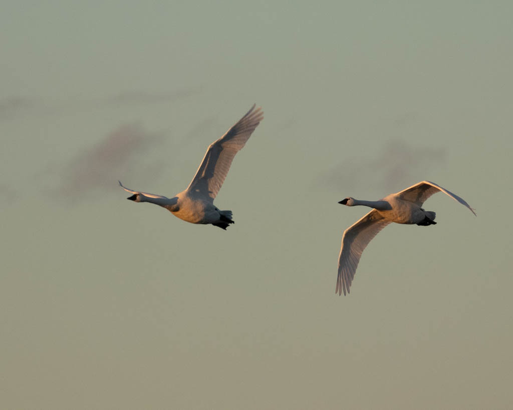 Tundra swans flying at sunset.