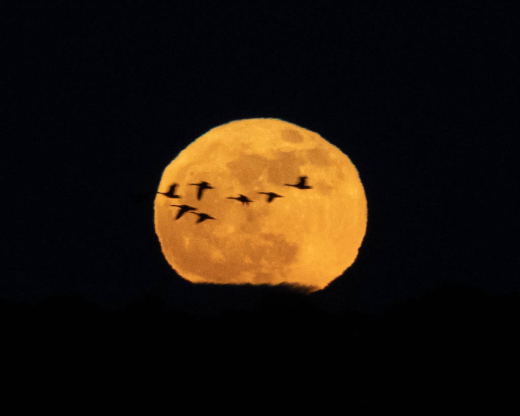 Moonrise over Blackwater Wildlife Refuge