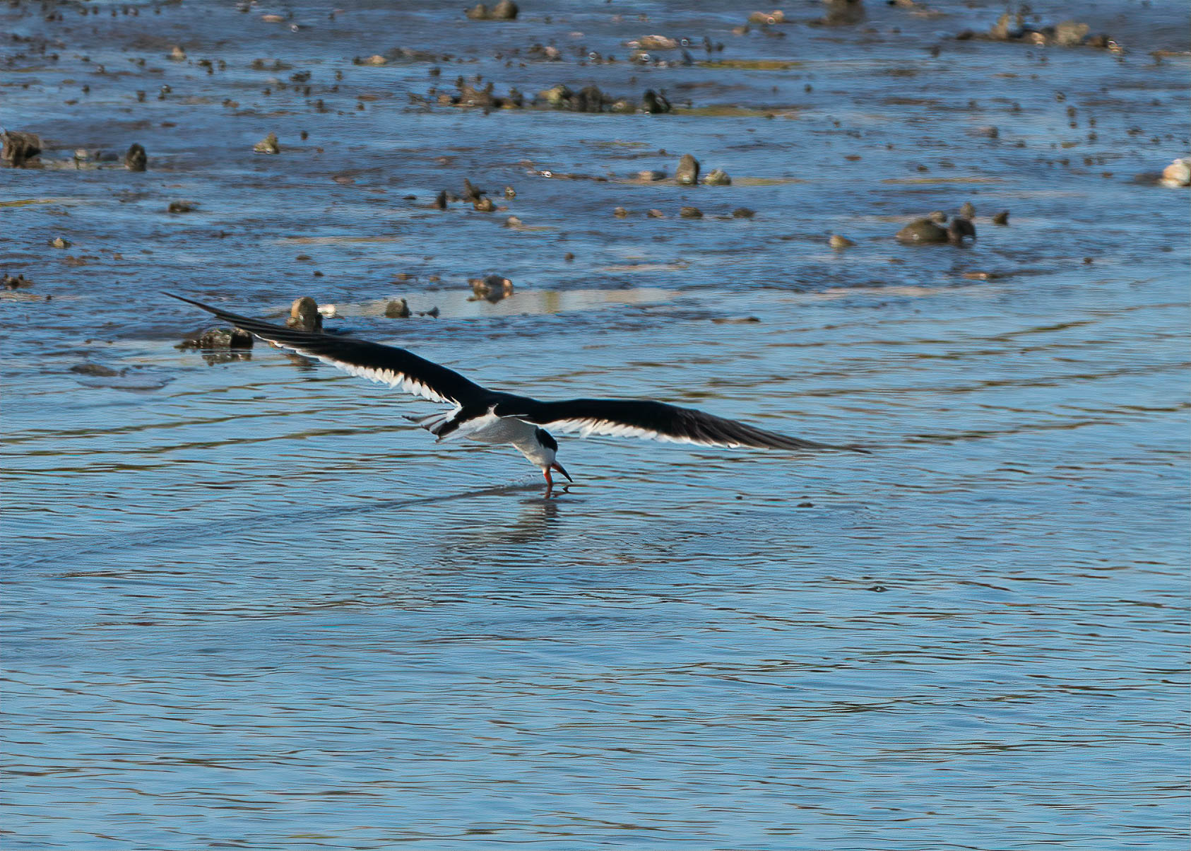 Black Skimmer skimming.