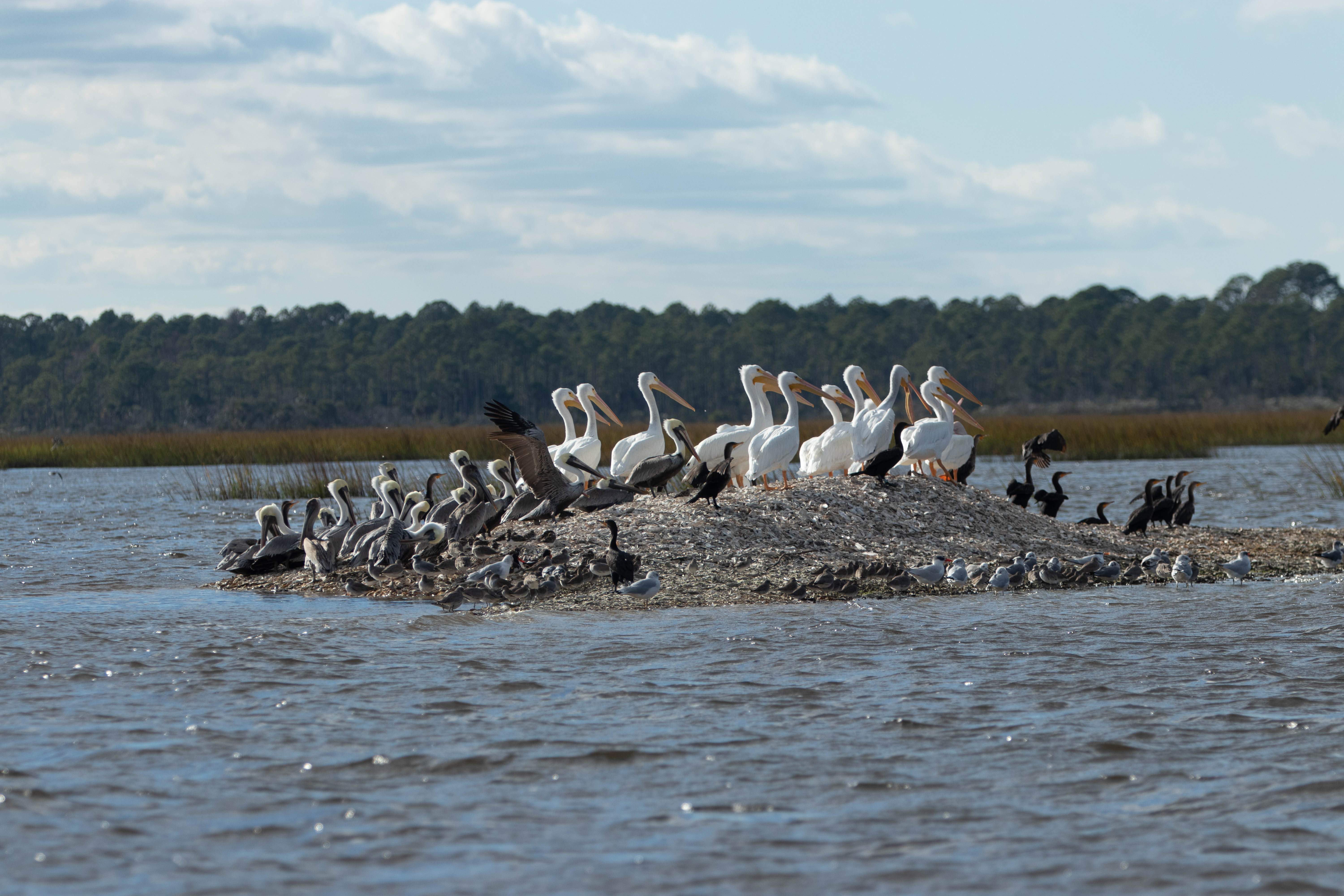 White Pelicans, brown pelicans, cormorants, and other shorebirds.
